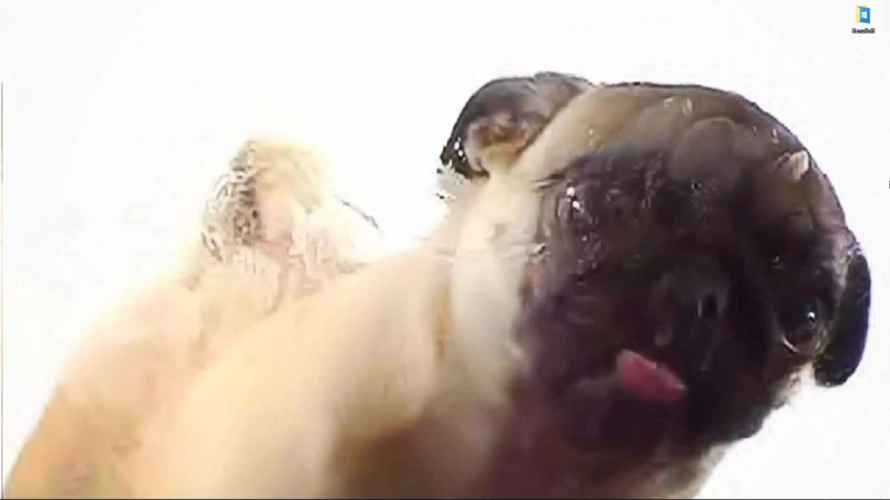 Видео Живые обои Собака лижет экран