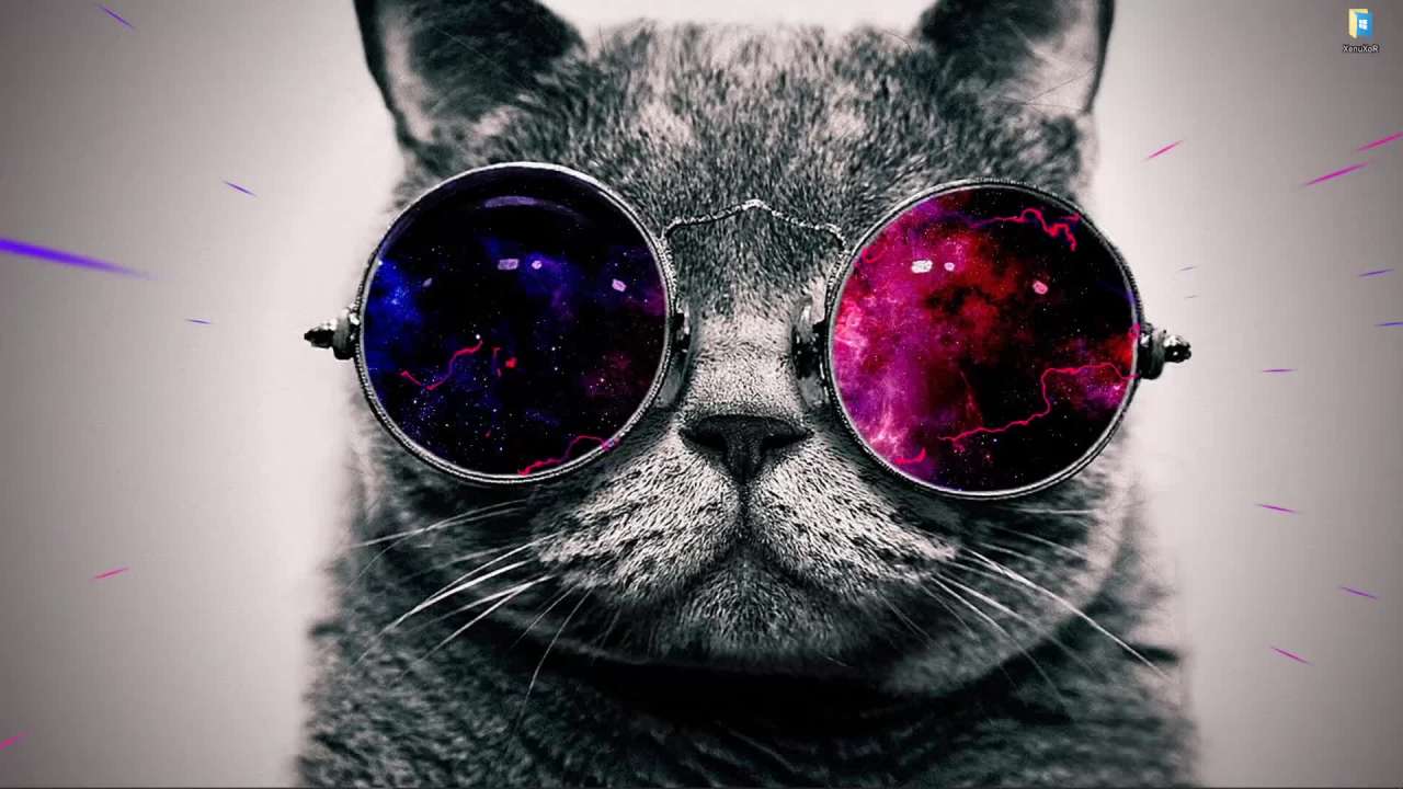 Видео Живые обои Кот в космических очках