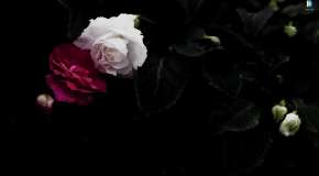 Two roses in the reflection of dark water