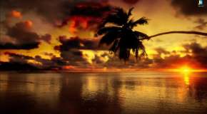 Одинокая пальма над морским закатом