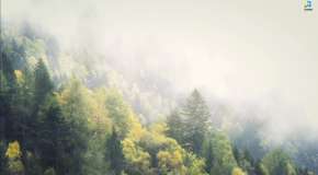 Туманный горный лес