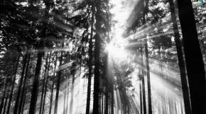 The sun&#039;s rays in the black and white forest
