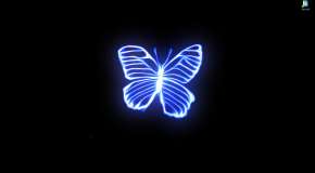 Синяя бабочка на черном фоне из Life Is Strange